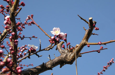 梅の花