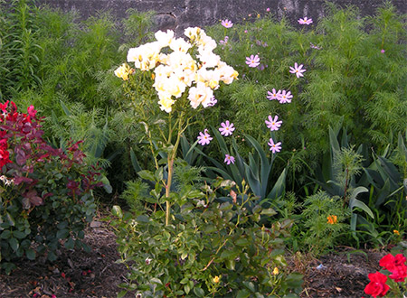 薔薇と秋桜