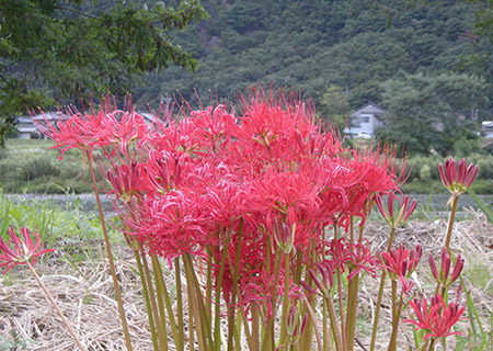 彼岸花