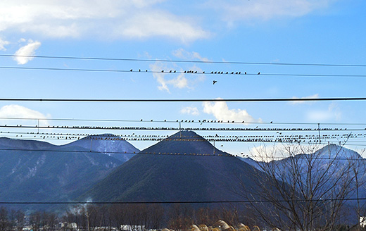千曲川近くの鳥の群れ