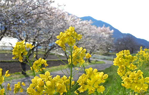 笄橋土手の桜