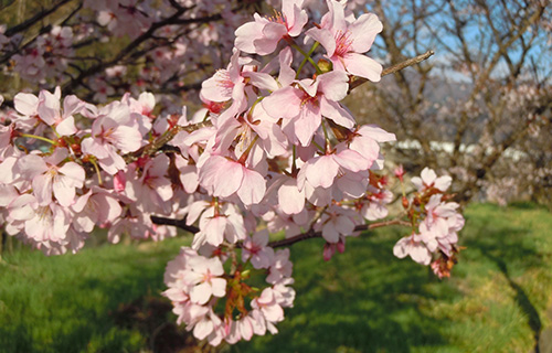 笄橋横の桜