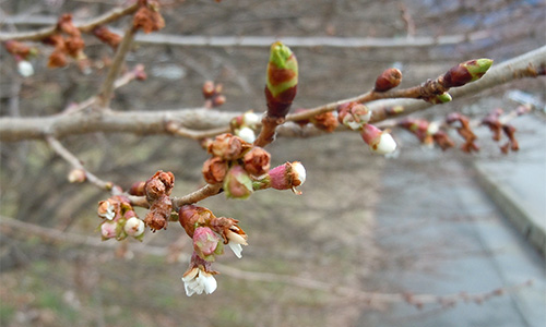 桜