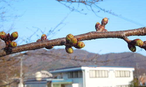 テクノ坂城駅の桜