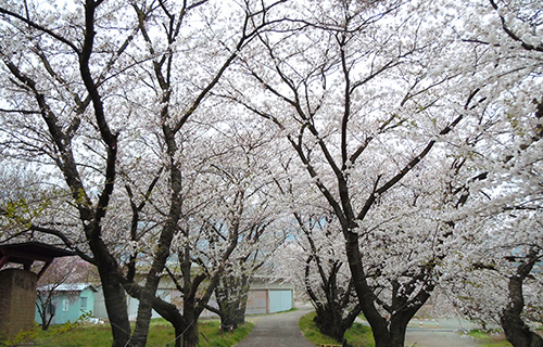 千曲川 堤の桜