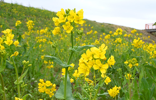 バラ公園下の菜の花