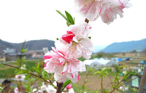 上山田 公園