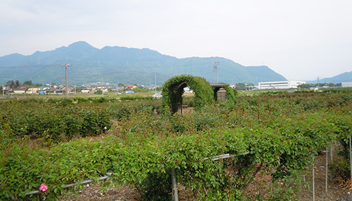 ばら公園