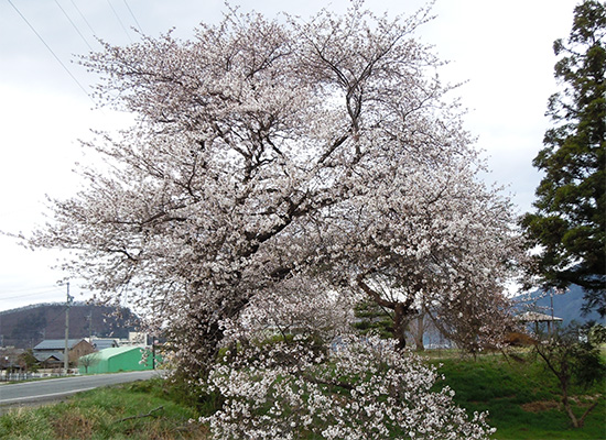 千曲市女沢公園