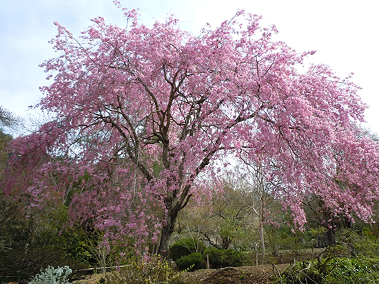 前山寺1