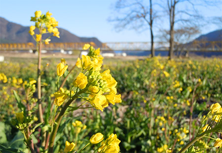 菜の花