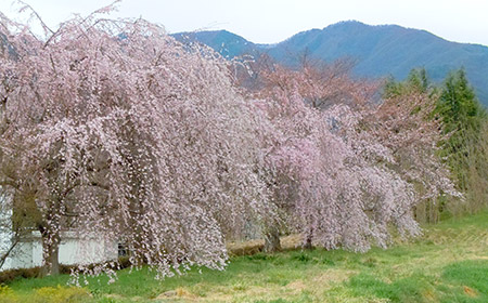 枝垂れ桜