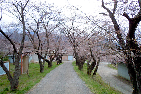 堤の桜