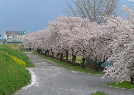 桜