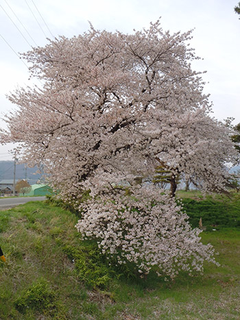 女沢公園の桜