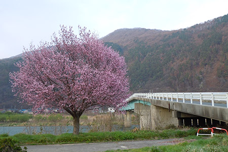 笄橋の桜