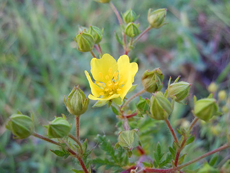 花
