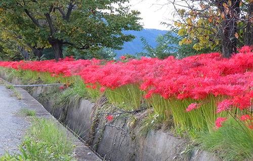 彼岸花