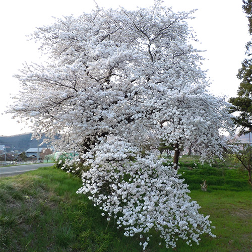 桜