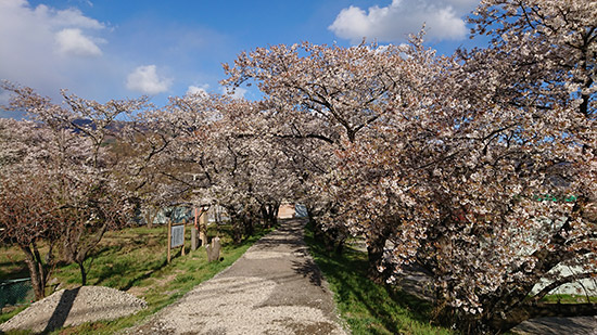 千曲川堤