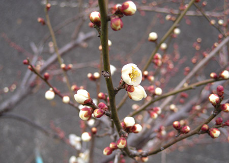 梅の花