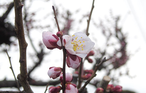 梅の花