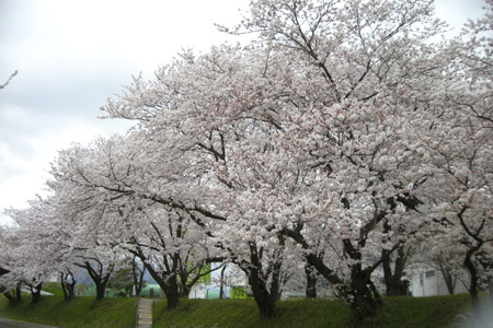 堤の桜