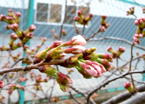 千曲川笄橋の桜