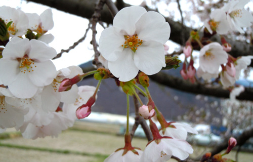 千曲川笄橋の桜2