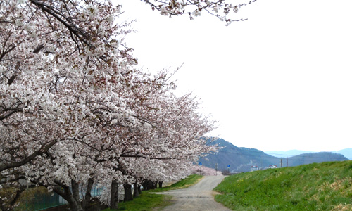 千曲川笄橋の桜3