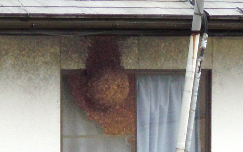 蜂の巣2