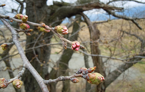 桜の蕾