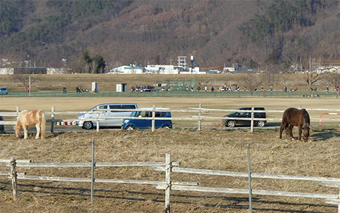 運動公園と馬