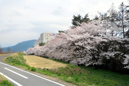 千曲川堤防