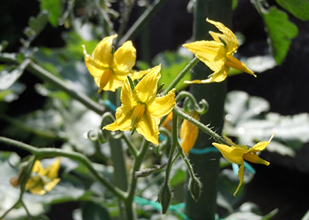 トマトの花