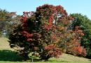 紅葉の季節・詐欺メール