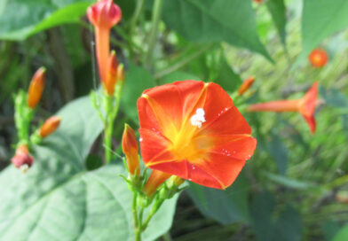 日本の芸能界や一般、最大の違いは何か