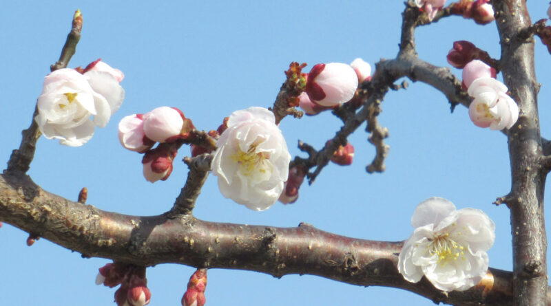 4月18日夜長野県で最大震度5弱