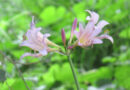 イノシシが
