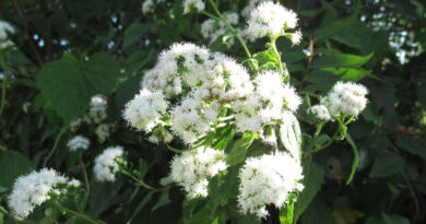 コカイン1.5キロを密輸か　安曇野市内の民泊施設！