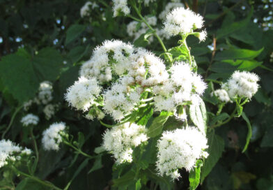 コカイン1.5キロを密輸か　安曇野市内の民泊施設！