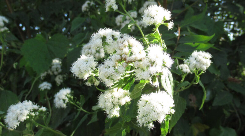 コカイン1.5キロを密輸か　安曇野市内の民泊施設！