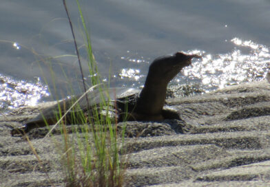 長野道のトンネルでコンクリート片が落下　車1台に被害