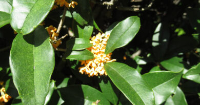 中国製の電気バス、中国から遠隔制御が可能?