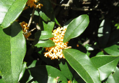 中国製の電気バス、中国から遠隔制御が可能?