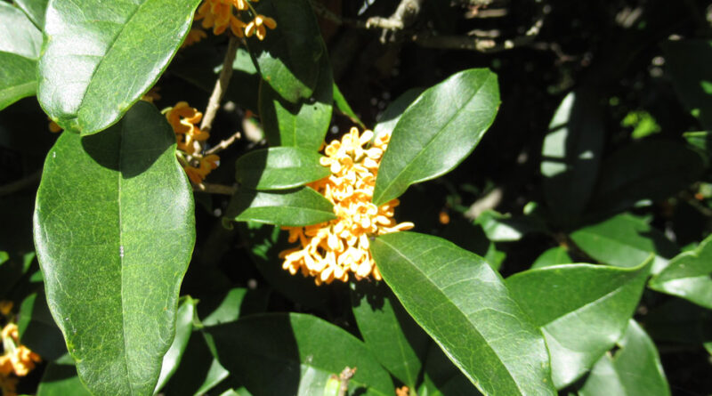 中国製の電気バス、中国から遠隔制御が可能?