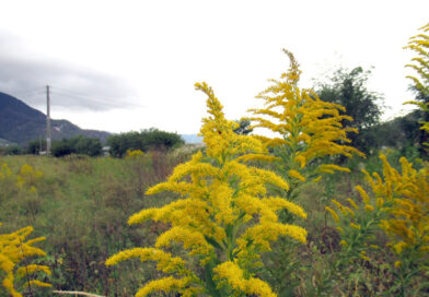 伊東市長失職の田久保氏　自分のところだったら