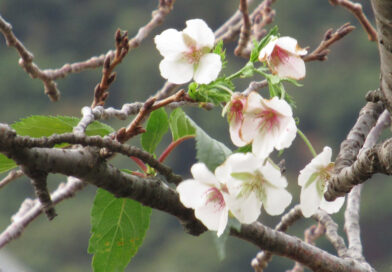 クマの目撃　長野県内でも各地で相次ぐ