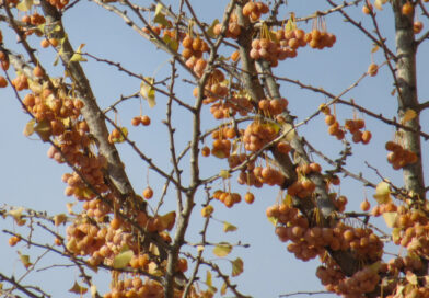 「クラウンに乗りたかった」?それがどうして