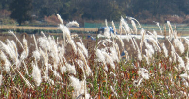 各局でパンダが５０年ぶり日本から消える報道